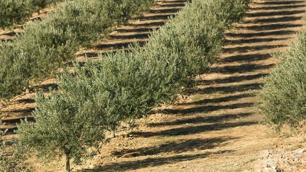 Olivar-app fertirriego|Carmen Alcaide Zaragoza|Reutivar App